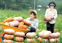 [사진]가을의 맛 ‘청둥호박’