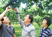 집중점검/과실류 추석 대목장 전망(2)배