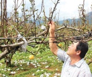 태풍 쓸고간 배밭 “내년 농사도 걱정”