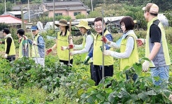 농협은행 경기본부-양주·화성지부, 일손돕기 나서 “농업인과 늘 함께하겠습니다”