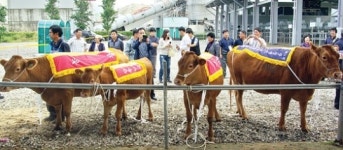 충북, 6년 만에 한우경진대회…열기 ‘후끈’