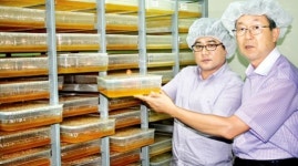 한국농업의 미래, R&D 투자에 달렸다 (4)R&D 통한 농업기술 실용화 현장-감귤겔·설향…연구로 일군 달콤한 결실