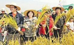 부천, 오정들녘서 벼베기 체험 “친환경 쌀 많이 사랑해주세요”