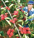 [사진]“꾸지뽕 맛보세요”