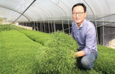 [이사람]‘수송나물’ 연중 재배 도전 문용하씨, “먹기 힘들어 버리던 것…건강식품 주목”