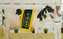 2012 한국홀스타인 품평회, 새벽목장 젖소 ‘그랜드챔피언’