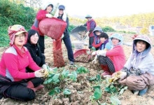 토란수확·나눔의 정 ‘풍년’