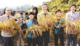 오산시·농협은행 오산지부, 초등생 밭벼 수확체험, “농사일 직접 해보니 보람돼요”