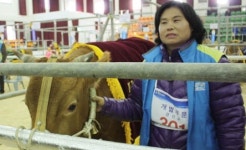 가평 신천목장 암소 ‘챔피언’ 영예, 외모·형질 우수…1,500만원 낙찰