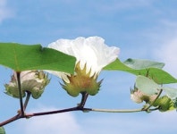 곡성, 목화산업 집중육성…내년 말까지 30억원 투입