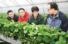 [유통 확대경]겨울딸기, 작황 좋은편…값 강보합 전망