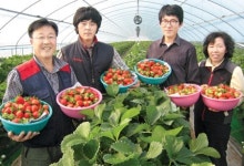 기다렸던 ‘청원생명딸기’ 첫 출하