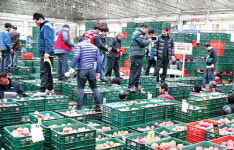 안동도매시장, 작년 거래액 역대 최대