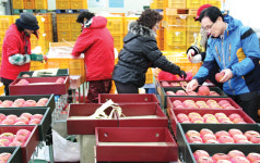 삼서농협 사과 설선물로 인기