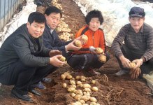 가을감자 재배성공…새 소득작목 육성