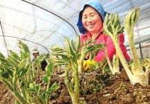 [사진]향긋한 땅두릅의 입맛 유혹