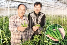 [기획]우리고장 명품 농산물(3)진주 꽈리고추