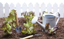 [주말농장]철 따라 채소 따 먹고 캐 먹는 재미 쏠쏠~