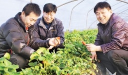 [연중기획]가축분뇨 잘 활용하면 ‘효자’(2)충남 논산 딸기 농가