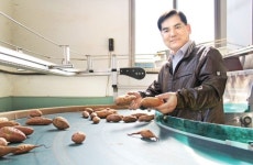 세척고구마 출하로 수취값 높여