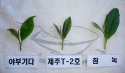 제주 2호 녹차품종 ‘비취설’ 개발