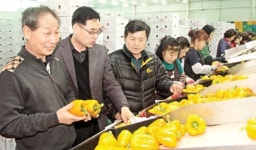 가야원예영농조합 , 파프리카 수출 괄목 신장