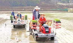 순천 해룡면서 올해 전국 첫 노지 모내기