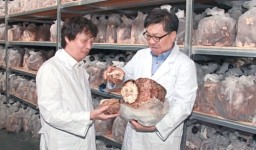 [화제]‘복령’비닐봉지서 대량 재배 보현산청정약초영농조합법인<경북 영천>