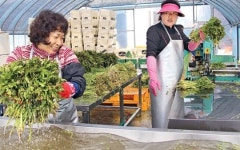 “돌미나리 맛보세요”