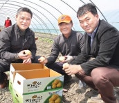 하우스감자 판매 강화…농가소득 높여