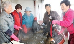 [현장]벼농사 공동작업하는 용인 황토현마을