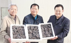 [기획]경기 선도새농민 영농현장⑴느타리·벼 재배 최동군씨