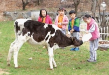 “송아지야~튼튼하게 자라렴”