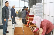 원덕농협, 벼 육묘사업 기대되네