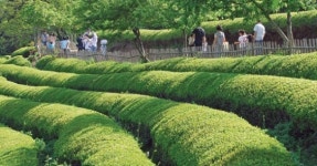 “보성다향제에서 녹차 향에 빠져 보세요”