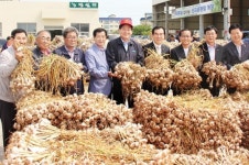 녹동농협, 마늘 산지경매 돌입