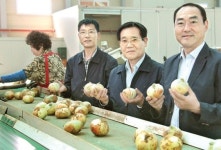 무안조공법인, 양파 수취값 제고 총력