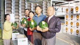 박스 출하 ‘허브꿀수박’ 볼수록 고급스럽네