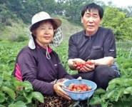 [화제]노지재배로 관광객 발길 끄는 ‘강화섬 딸기’