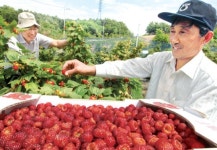 ‘산딸기’로 건강을 선물하세요