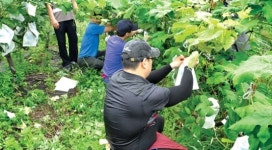 중구농협, 무의도·용유도서 일손 도와