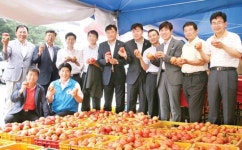 “친환경 철마 찰토마토 당도 높아 맛있어요”