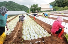 농가 상추심기 도와 적기영농 지원