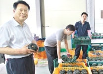 월야농협 ‘미니 밤호박’ 판매 강화