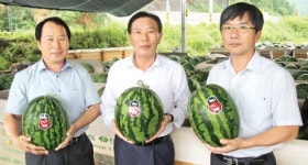 진안농협 ‘마이산 수박’ 인기