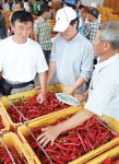 북안동농협, 홍고추 경매…농가소득 보탬