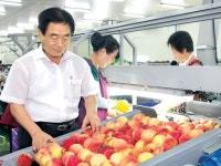 [현장]폭염 속 복숭아 한창…경북 영천 금호농협 APC