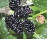 오디 빨리 열리고 수량 많은 ‘뽕나무’ 개발