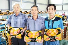 오수관촌농협, 고품질 복숭아 판매