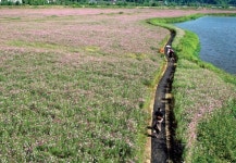 경포 저류지 준공…코스모스 만발